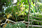gv-jp00_kyoto-golden-temple-garden_02.jpg